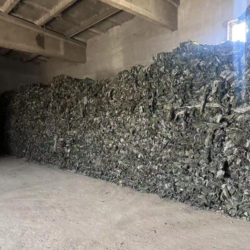 今年新鲜冷水海带干货 源头工厂批发，地摊爆款昆布厚片